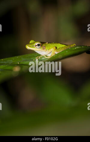 Weißlippen-Frosch (Hylarana Raniceps) auf einem Blatt. Stockfoto