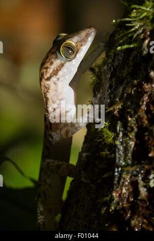 Bent-toed Gecko (Cyrtodactylus SP.) auf einem Ast. Stockfoto