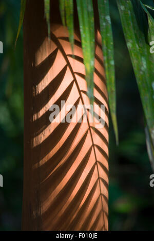 Schatten von einem Palmblatt auf einem Baumstamm. Stockfoto