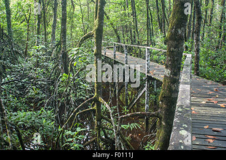 Boardwalk durch Mangrovensumpf im Similajau Nationalpark, Sarawak, Borneo. Stockfoto
