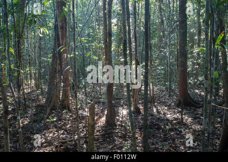 Beleuchtete Bäume in einem Küstenwald Regen.  Similajau Nationalpark, Sarawak, Malaysia. Stockfoto