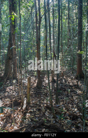 Beleuchtete Bäume in einem Küstenwald Regen.  Similajau Nationalpark, Sarawak, Malaysia. Stockfoto