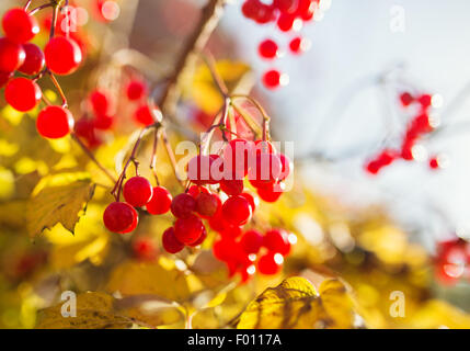 Rot Viburnum Beeren im Baum Stockfoto