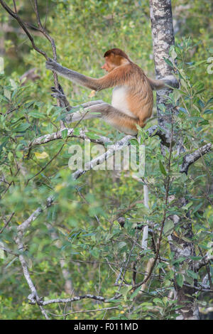 Nasenaffe (Nasalis Larvatus) thront auf einem Mangroven-Baum. Stockfoto