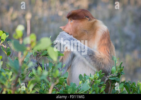 Nasenaffe (Nasalis Larvatus) Blätter zu essen. Stockfoto