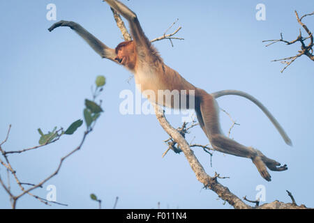 Nasenaffe (Nasalis Larvatus) springen von Baumkrone zu Baumkrone. Stockfoto