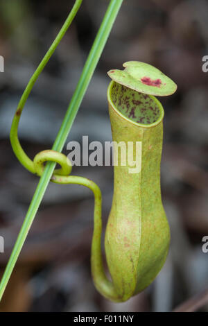 Nahaufnahme von einem Krug mit einem Kannenpflanze (Nepenthes SP.), eine fleischfressende Pflanze aus Sarawak, Malaysia. Stockfoto