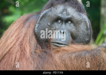 Eine extrem große männliche Orang-Utan mit prominenten Wangenpolster, Kehlsack und charakteristisch für dominante Männer lange Haare. Stockfoto