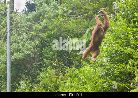 Ein nicht-dominanten männlichen Orangutan Klettern unter die Telefonleitungen. Stockfoto