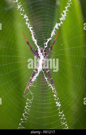 Eine Orb-weben Spinne ruht in der Mitte von seinem Steg; die Stabilimentum ist deutlich sichtbar. Stockfoto