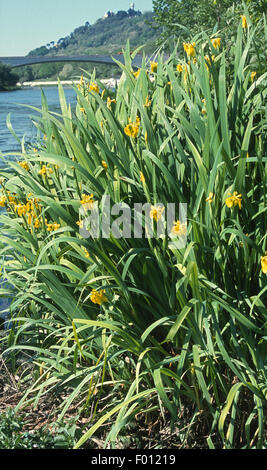 Blasse gelbe Iris, Wasser Flagge, Iris Pseudacorus, Iridaceae, Fluss Tiber, Rom, Latium, Italien Stockfoto