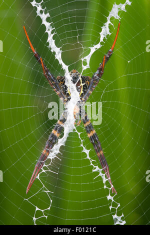 Eine Orb-weben Spinne ruht in der Mitte von seinem Steg; die Stabilimentum ist deutlich sichtbar. Stockfoto