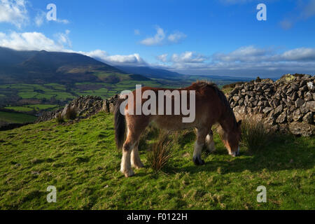 Pferde grasen auf Croaghaun Mountain mit Comeragh Mountains in der Ferne, Grafschaft Waterford, Irland Stockfoto