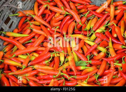 Haufen von langen roten Chilischoten auf dem vietnamesischen Markt Stockfoto