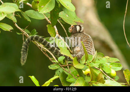 Callithrix Jacchus, Marmoset Affen, botanische Gärten, Rio De Janeiro, Brasilien Stockfoto