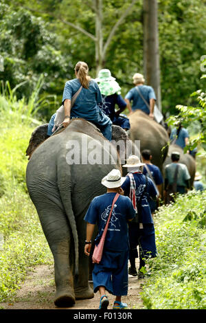 Menschen reiten Asiatischen Elefanten (Elephas maximus) im Dschungel, Thai Elephant Home, Keudchang Maetang, Chiang Mai, Thailand Stockfoto