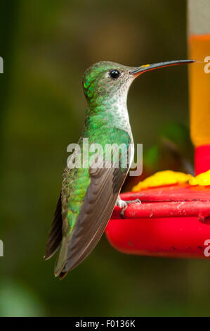 Heliodoxa Leadbeateri, weibliche violett-fronted brillante Hummingbird, Aguas Calientes, Peru Stockfoto