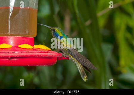 Colibri Coruscans, funkelnden Violetear Kolibri in Aguas Calientes, Peru Stockfoto