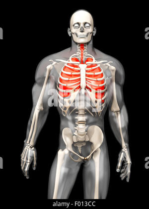 3D Visualisierung der menschlichen Anatomie. Die Lunge in einem halbtransparenten erwachsenen männlichen Körper. Stockfoto