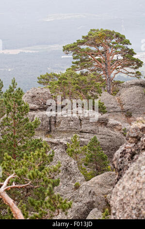 Native Scots Kiefer, Pinus Sylvestris. Castroviejo. Duruelo De La Sierra. Soria. Spanien. Stockfoto