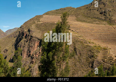 Inca Terrassierung oberhalb Pisac, Heiliges Tal, Peru Stockfoto