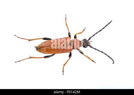 Rostigen Käfer isoliert auf weißem Hintergrund Stockfoto