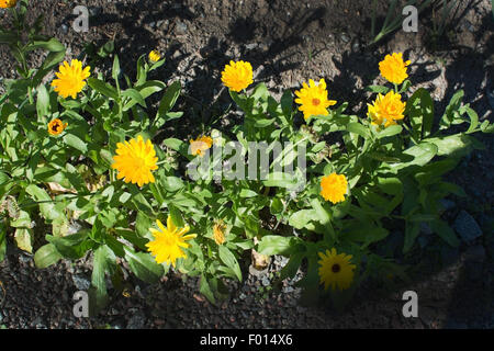 Gelbe Ringelblumen im Blumenbeet im August, Schweden. Stockfoto