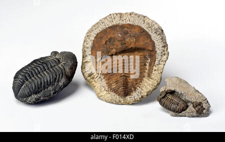 500 Millionen Jahre alt Kambrium Trilobiten aus Marokko. Stockfoto