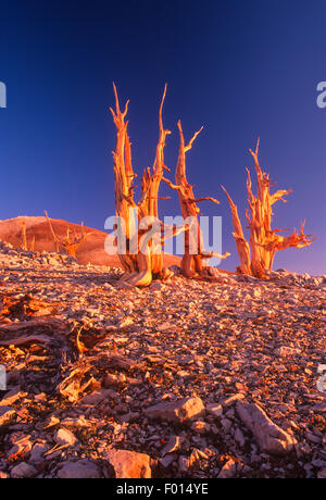 Bristlecone Pines bei Sonnenaufgang, Patriarch Grove, Ancient Bristlecone Pine Forest, White Mountains, Kalifornien Stockfoto