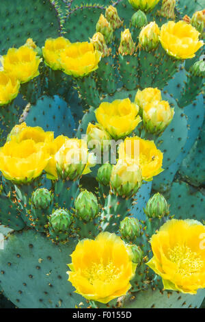 Santa Rita Stachelige Birne Kaktus in Blüte, Opuntia Violaceae Tumacacori National Historic Park, Arizona Stockfoto