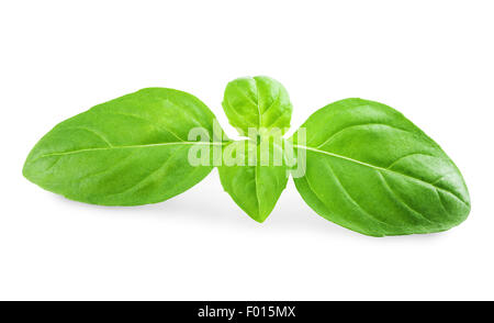 grüne Basilikumblätter frische isolierten auf weißen Hintergrund Stockfoto