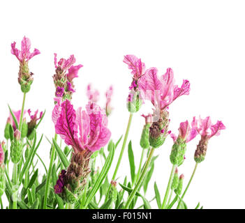 Bush der Lavendel Blumen isoliert auf weißem Hintergrund. Selektiven Fokus. Stockfoto