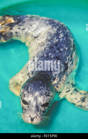 verwaiste Baby-Hafen-Robbe, Phoca Vitulina, lernt schwimmen in einem Pool für Kinder, Marine Mammal Center in Santa Barbara, Kalifornien Stockfoto