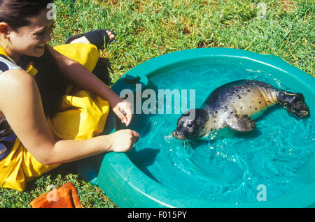 verwaiste Baby-Hafen-Robbe, Phoca Vitulina, lernt schwimmen in einen Kinder Pool, Santa Barbara Marine Mammal Center, Santa Barbara, Cal Stockfoto