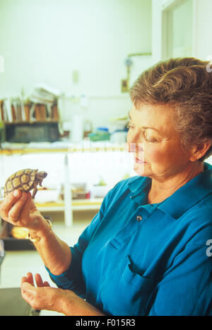 vom Aussterben bedrohte Wüste Schildkröte, Gopherus Agassizii, wird geprüft, Wildlife-Care-Netzwerk von Santa Barbara, Santa Barbara, Kalifornien Stockfoto