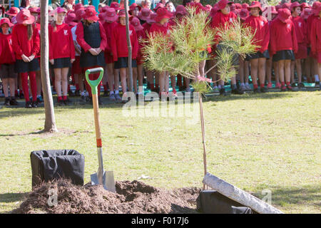 Hundertjahrfeier der Schlacht von Lone Pine zwischen australischen und osmanischen Truppen während des ersten Weltkrieges erinnert an Avalon Public School, Sydney, Australien. Der Gouverneur von New South.Wales, General David Hurley die lone Pine gepflanzt und eine zeremonielle Gedenktafel enthüllt. Stockfoto