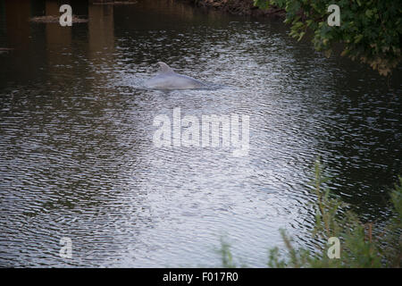 South River, NJ, USA. 5. August 2015 - ein Delfin in South River, einem Nebenfluss des Flusses Raritan führt schließlich nach New York Harbor gestrandet. Wie die Flut ging das Wasser wurde flacher und der Delphin schien zu übereilen. Zu diesem Zeitpunkt der Delphin ist noch geglaubt, um in diesem Industriegebiet von New Jersey Credit geklebt werden: Patrick Morisson/Alamy Live News Stockfoto