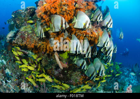 Eine Schule der gefiederten Fledermausfische, Platax Pinnatus, konvergieren, um einen weichen Korallen bedeckt Bommie mit einem Taucher in der Ferne Stockfoto