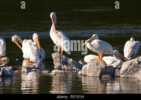 Weiße Pelikane, Putnams Point Park, Klamath Falls, Oregon Stockfoto