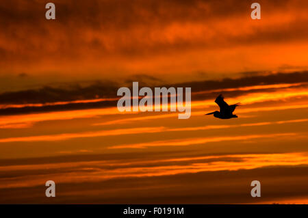 Weißer Pelikan im Flug Sonnenaufgang, Upper Klamath National Wildlife Refuge, Oregon Stockfoto