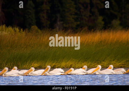 Weiße Pelikane am Upper Klamath Kanustrecke, Upper Klamath National Wildlife Refuge, Oregon Stockfoto