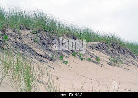 Sanddüne mit Strandhafer Montauk Long Island New York Stockfoto