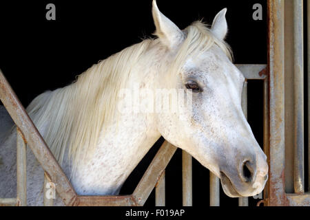 Weißen Araberhengst Closeup Horizontal Zusammensetzung auf dunklem Hintergrund Stockfoto