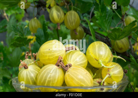 Reife Stachelbeeren im Garten Stockfoto