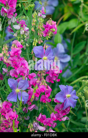 Clematis Fugimume und Everlasting Pea gegen Gartenmauer Stockfoto