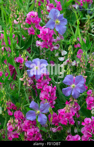 Clematis Fugimume und Everlasting Pea gegen Gartenmauer Stockfoto