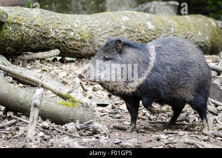 Halsband Peccary (Pecari Tajacu) in Gefangenschaft Stockfoto