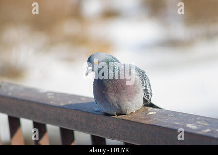 Taube ruht auf einem Geländer unter Wintersonne Stockfoto