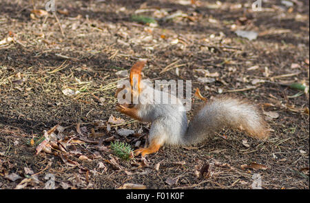 Eurasische Eichhörnchen fand Walnuss auf dem Boden Stockfoto