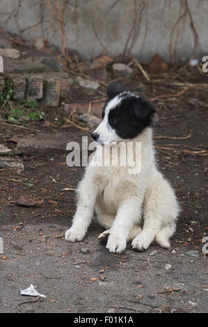 Teddybär wie streunenden Hund sitzt auf einer schmutzigen Straße Stockfoto